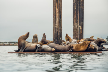Floating Dock with Sea Lions. Seal Colony, California