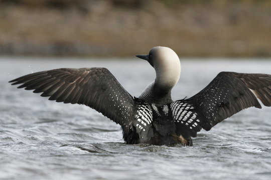 Adult Pacific Loon or Pacific Diver (Gavia pacifica), breeding plumage, spreading wings on water, near Arviat Nunavut, Canada