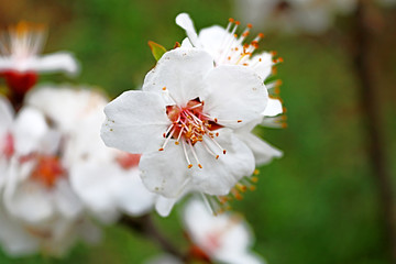 Closeup view of blossoming apricot tree on sunny day outdoors