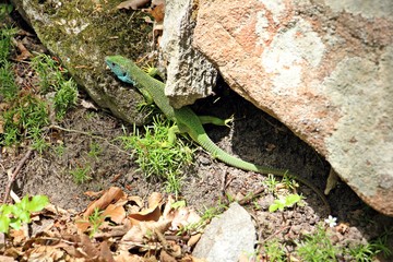 European green lizard -  Lacerta agilis - in his natural habitat 
