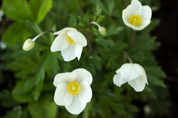 Anemone sylvestris (snowdrop anemone) is a perennial plant flowering in spring, white flowers in the botanical garden, background. Spring concept