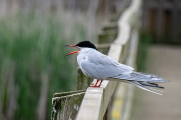 Common tern (sterna hirundo) 