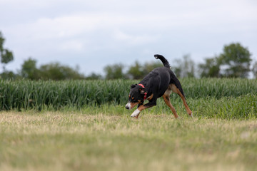 a appenzeller mountain dog running on the grass