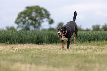 a appenzeller mountain dog running on the grass