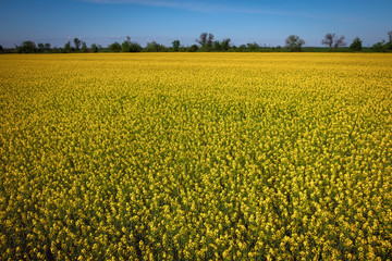 Fototapeta premium Yellow field rapeseed in bloom. Wide angle view of a beautiful field of bright canola in front of a forest