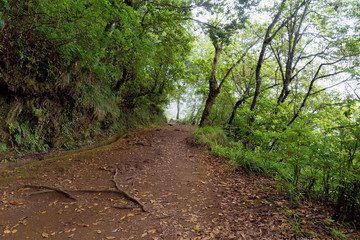 Naklejka na ściany i meble Footpath along a levada in a forest in Madeira, Portugal.