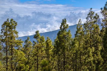 Fototapeta na wymiar Vegetation in Teide National Park at 1500-2500 m