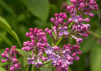 Branch of blossoming lilac at spring sunny day.