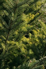 spruce tree with buds and cones close up
