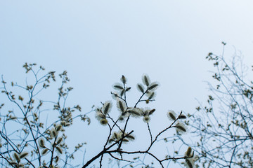 Blooming willow in the park, against the background of the spring blue sky.