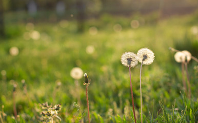 Dandelions on the field. Dandelions at sunset. Dandelions at sunrise. The sun in dandelions. Morning field