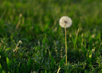 Dandelion on the field. Juicy green grass and dandelion