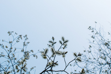 Blooming willow in the park, against the background of the spring blue sky.