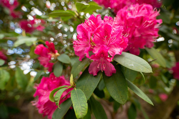 Red Rhododendron