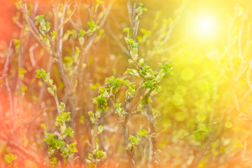 spring summer background. the young leaves of the currant sunlight