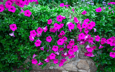 Fototapeta na wymiar beautiful wall of flowers (petunia and succulents)