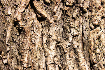Grey wood bark texture