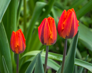 Naklejka premium Three bright red tulips on a green background close-up.