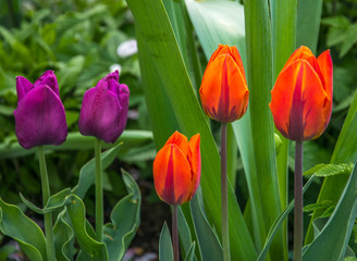 Three red and two purple tulips on a green background close-up.