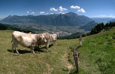 Swiss Brown cows enjoying the view from the Gonzen into the Rhine Valley, European Alps