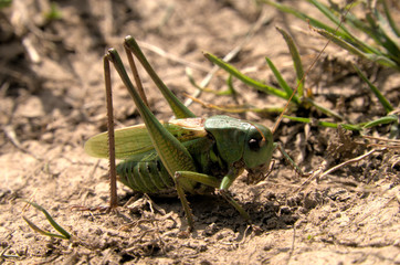 Decticus verrucivorus; wart-biter bush cricket (Tettigoniidae) in the Swiss Alps	