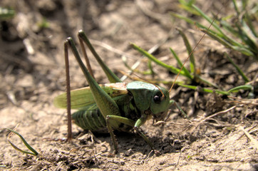 Decticus verrucivorus; wart-biter bush cricket (Tettigoniidae) in the Swiss Alps	