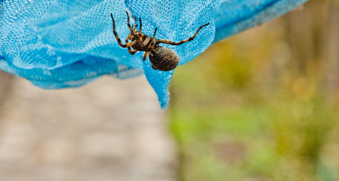 A big ugly jumping spider tarantula is sitting on a net. adult hairy wolf spider crawling close up macro