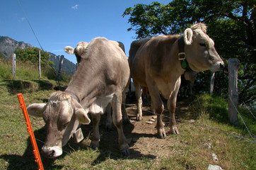 Swiss Brown Cows on the Gonzen, Swiss Alps