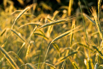 spikelets of wheat in summer in the rays of the sun