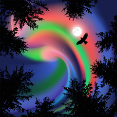 Fototapeta na wymiar Silhouette of coniferous trees on the background of colorful sky. Flying eagle. Northern lights. View from below.