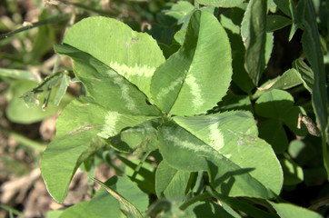 4-leaved clover on Gonzen, Switzeröand