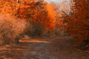 autumn tree forest