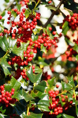 柊の緑の葉と赤い実