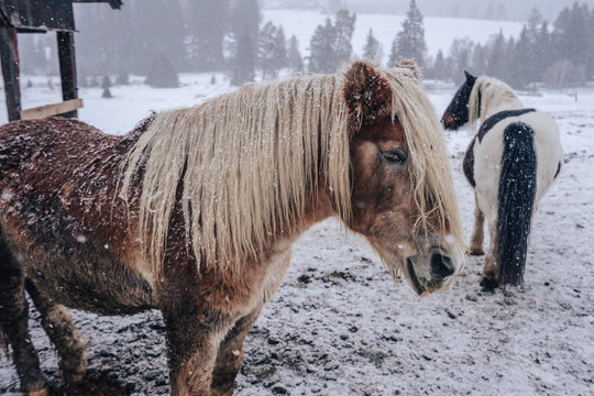 Tan And White Icelandic Work Horse In Winter. Horse On Snow In Winter Conditions. Hairy Brown And Tan Work Horse Covered In Snow.