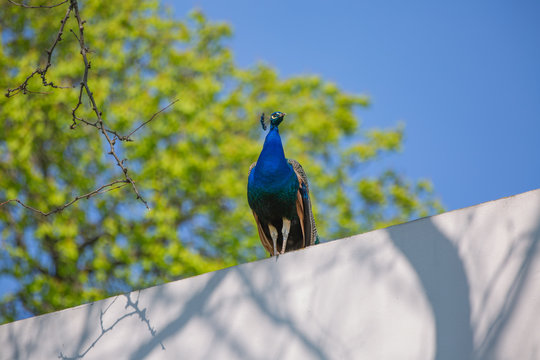 Blue Peacock