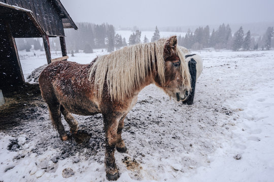 Tan And White Icelandic Work Horse In Winter. Horse On Snow In Winter Conditions. Hairy Brown And Tan Work Horse Covered In Snow.