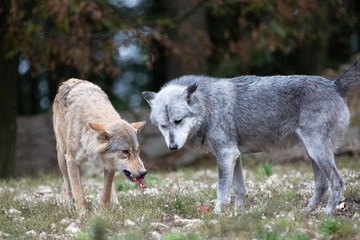 Fototapeta premium wolf