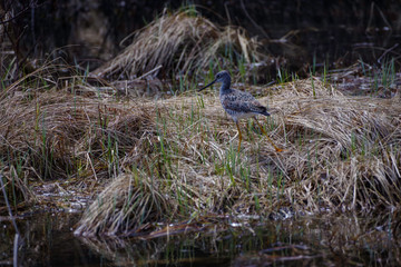 lesser yellowlegs