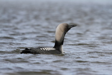 Lone adult Pacific Loon or Pacific Diver (Gavia pacifica) in breeding plumage swimming in arctic waters, near Arviat Nunavut, Canada