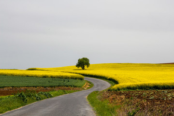 green yellow field
