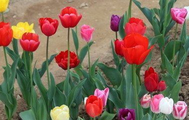 Campo di tulipani colorati