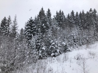 forest in winter