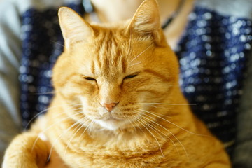 茶トラの猫