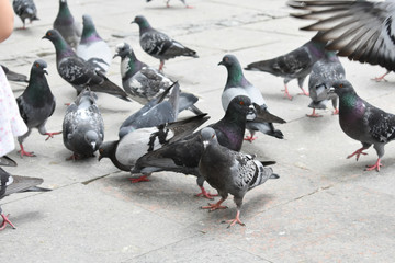 Fototapeta premium pigeons eating forage. Birds Background