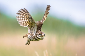 Fototapeta na wymiar Little Owl flying on blurred background