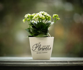 bouquet of flowers in vase on white background