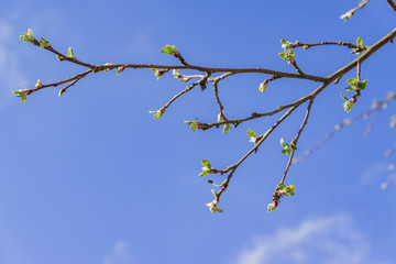 Spring apple tree branches against blue sky. First leaves.