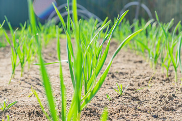 Young stems of growing garlic, Vegetable garden in early spring.