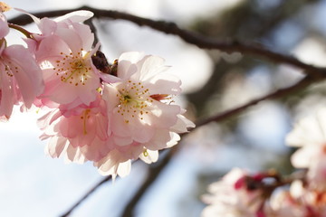 十月桜