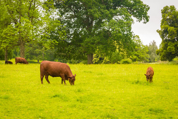 cows in a field